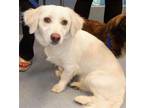 Adopt VANILLA BEAN a Papillon