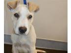 Adopt FLAME a Pit Bull Terrier