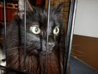 Adopt A1346572 a Domestic Medium Hair