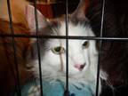 Adopt A1346574 a Domestic Medium Hair