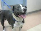 Adopt BLUE a Pit Bull Terrier