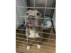 Adopt CHOLO a Pit Bull Terrier