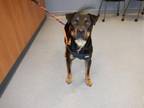 Adopt A1346960 a Rottweiler