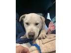 Adopt LUDO a Labrador Retriever, Mixed Breed
