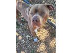 Adopt MIKE a Pit Bull Terrier