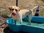 Adopt MAX a Labrador Retriever