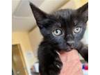 Adopt RAMEN a Domestic Short Hair