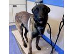Adopt POGO a Belgian Shepherd / Malinois