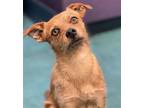 Adopt SCOOBY a Manchester Terrier, Mixed Breed
