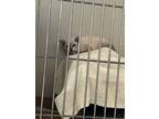 Adopt WAFFLES a Siamese
