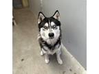 Adopt MAX a Siberian Husky