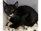 Adopt BOBA a Domestic Short Hair