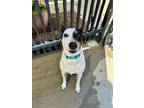 Adopt DALLY a Australian Cattle Dog / Blue Heeler