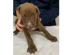 Adopt A189623 a Pit Bull Terrier