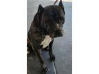 Adopt KODA a Mastiff, Mixed Breed