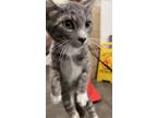 Adopt BABY a Domestic Short Hair