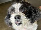Adopt BISCUIT a Shih Tzu