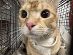 Adopt PEACH a American Shorthair