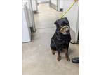 Adopt DUKE a Rottweiler