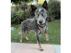 Adopt BLUEY a Australian Cattle Dog / Blue Heeler