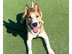 Adopt BEAR a Bull Terrier, Mixed Breed