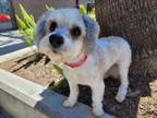 Adopt CONRAD a Poodle, Mixed Breed