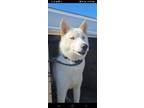 Adopt PORTO a Siberian Husky