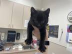 Adopt TABASCO a Domestic Short Hair