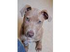 Adopt SAMMY a Pit Bull Terrier, Mixed Breed
