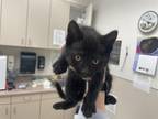 Adopt TAPATIO a Domestic Short Hair