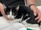 Adopt TWIST a Domestic Short Hair