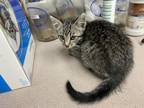 Adopt CORKY a Domestic Short Hair