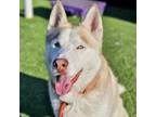Adopt KALU a Siberian Husky