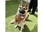 Adopt HECTOR a German Shepherd Dog