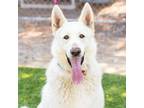 Adopt BLIZZARD a German Shepherd Dog