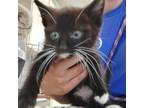Adopt A848181 a Domestic Short Hair