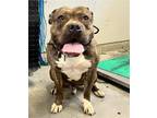 Adopt TIGER a Pit Bull Terrier