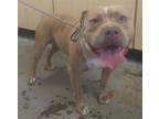 Adopt TOBY a Pit Bull Terrier