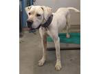 Adopt SAMMY a Dogo Argentino
