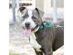 Adopt GREYBEARD a Pit Bull Terrier, Mixed Breed