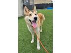 Adopt RUSTY a Siberian Husky, Mixed Breed