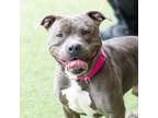 Adopt NUGGET a Pit Bull Terrier