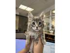 Adopt A203806 a Domestic Long Hair
