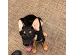 Adopt A203840 a German Shepherd Dog