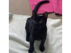 Adopt Bono a Domestic Short Hair