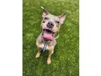 Adopt Dumbledog a Catahoula Leopard Dog, Mixed Breed