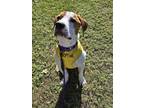 Adopt Mutt Damon a Pit Bull Terrier, Mixed Breed