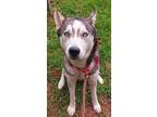 Adopt EMBER a Siberian Husky