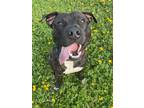 Adopt MARIO a American Staffordshire Terrier