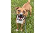 Adopt QUINCY a Labrador Retriever, Mixed Breed